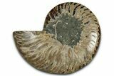 Cut & Polished Ammonite Fossil (Half) - Madagascar #349062-1